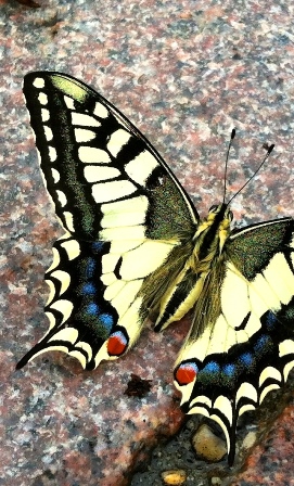 Nature en ville