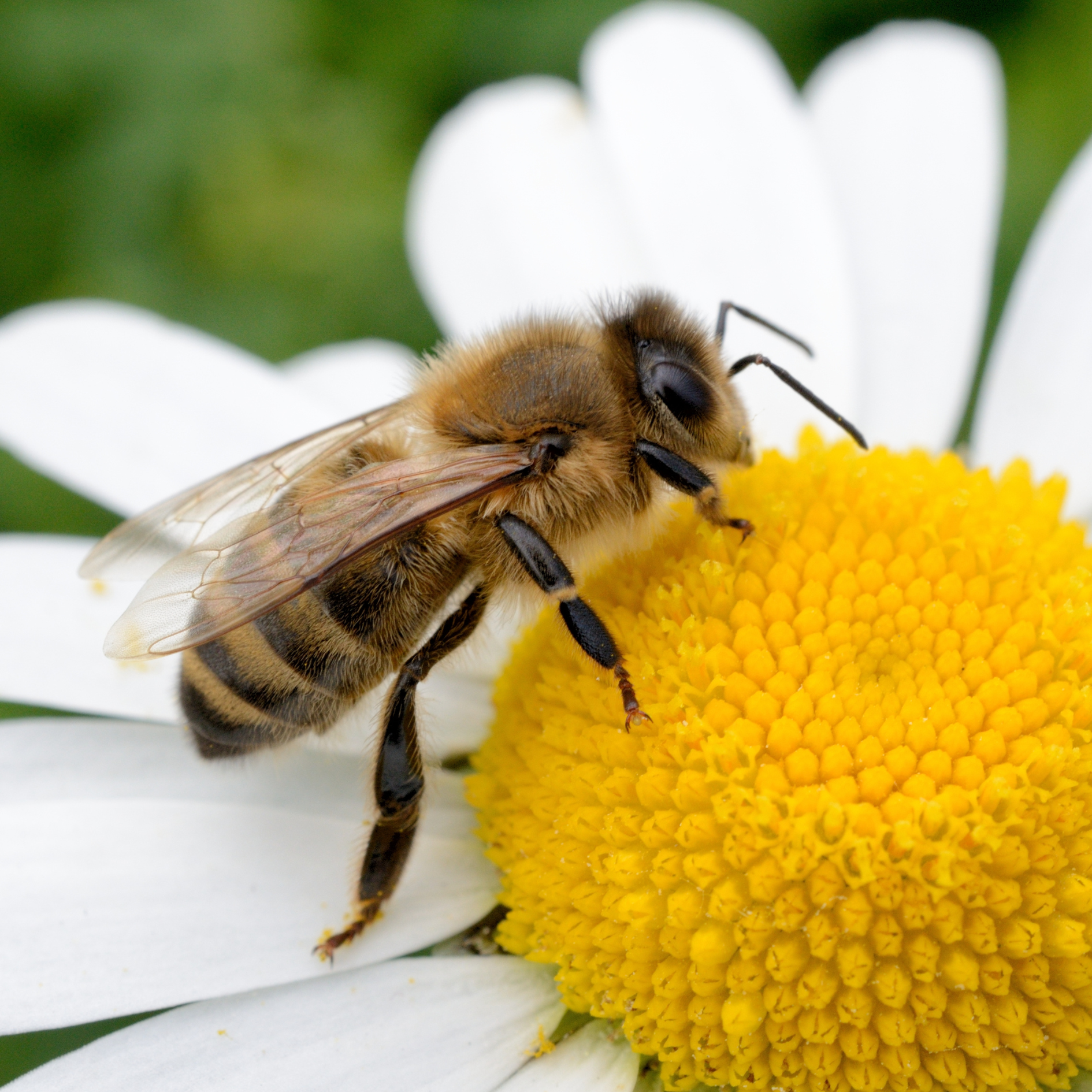 Abeilles