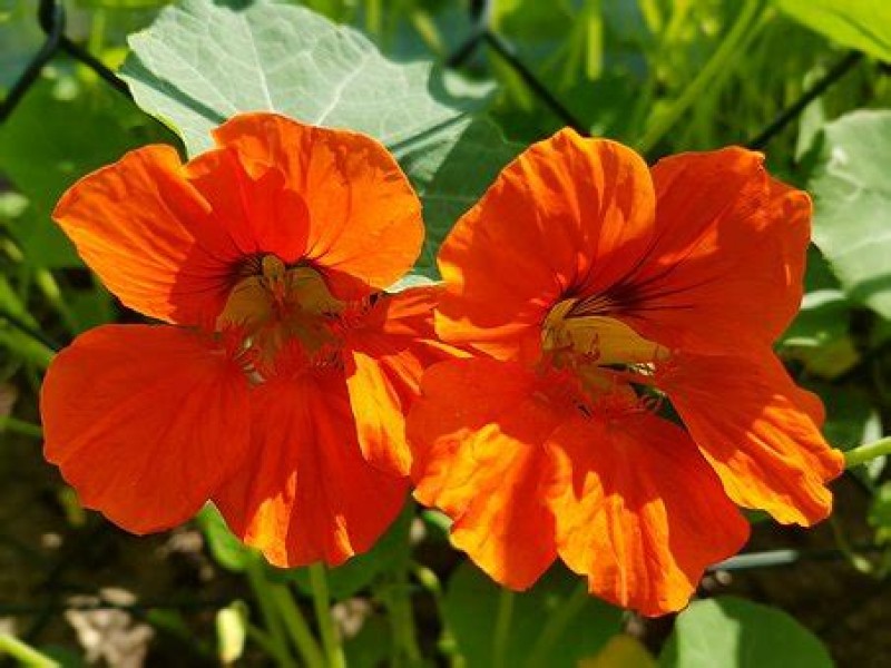 fleurs comestibles